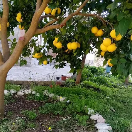 Koza Vilă *
